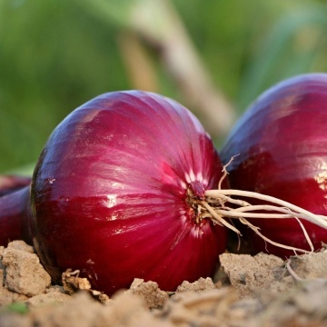 Ceapa rosie Cipolla Bassano (1500 seminte) soi italian aplatizat, gust dulce, Raci - Img 3