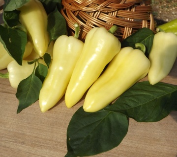 Cecil F1 (20 seminte) ardei gras galben deschis, fructe mari, carnoase, ferme, ideale pentru umplut, GaraFarm - Img 2