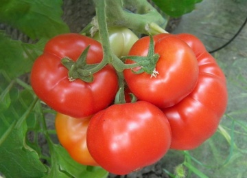 Celesteen F1 (10 seminte) tomate timpurii nedeterminate, usor nervurate, soi francez, foarte rezistent, Clause - Img 2