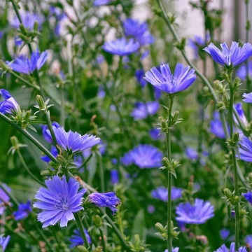 Cicoare (250 seminte) Chicory - Cichorium intybus, planta medicinala pentru probleme digestive, Saflax - Img 2
