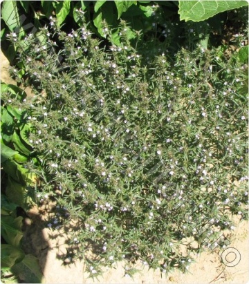 Cimbrisor (0.5 gr) seminte de cimbrisor aromat Thymus Officinalis, Florian - Img 2