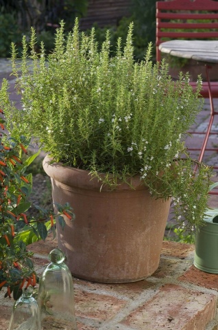 Cimbru de iarna (ghiveci 10,5 cm), rasad planta aromatica Satureja montana - Img 2