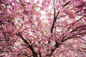 Cires Japonez (30 seminte) Wild Black Cherry - Prunus serrulata, inflorire abundenta cu flori batute, roz, Saflax - Img 3