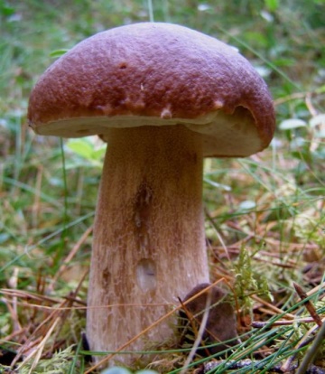 Ciuperca Boletus pinophilus (10 g) miceliu de ciuperca de padure Hrib de Brad, Seklos - Img 1