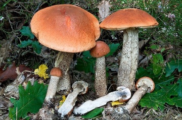 Ciuperca Leccinum aurantiacum (10 g) miceliu de ciuperca de padure Hrib de Plop, Seklos - Img 2