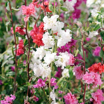 Clarkia mix (0.3 gr) seminte Godetia, Azalee de gradina, planta anuala cu flori roz, albe, violet, simple sau duble, Agrosem - Img 3
