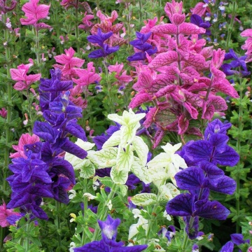 Clary Mix (150 seminte) Salvia Horminum, frunze decorative colorate, Seklos - Img 1