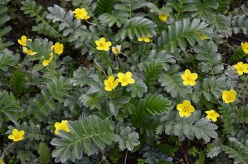 Coada Racului (20 seminte) Silverweed - Potentilla anserina, planta medicinala pentru digestie, afectiuni genitale, eczeme, Saflax - Img 3
