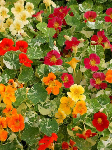 Condurul Doamnei Alaska (2 gr) seminte Tropaeolum nanum Alaska, frunze decorative verde cu alb, Opal - Img 2