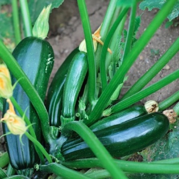 Cora F1 (5 seminte) dovlecei verde inchis, hibrid productiv frantuzesc, Sekluva - Img 2