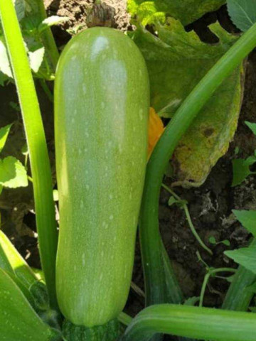 Cordelia F1 (500 seminte) de dovlecel perfect cilindric, neted, verde deschis, Syngenta - Img 1