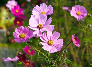 Cosmos Early Summer (1 gr) seminte Mararite flori viu colorate, inflorire abundenta, Seklos - Img 7