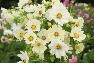 Cosmos Kiiro (120 seminte) Mararite inflorire abundenta, flori galben pal, Seklos - Img 3