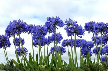 Crin African (50 seminte) African Lily - Agapanthus orientalis, flori albastre, inflorescente sferice, Saflax - Img 5