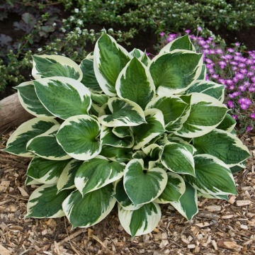 Crin de toamna Hosta Karin (ghiveci 1,5 L), planta decorativa cu frunze culoare verde inchis cu margini galben-cremos - Img 1
