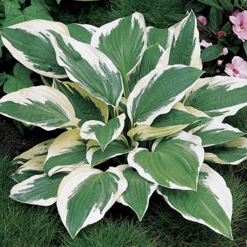 Crin de toamna Hosta Patriot (ghiveci 1,5 L), planta decorativa cu frunze culoare verde-satinat si margini ivorii - Img 1