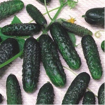 Crisan (100 gr) castraveti soi romanesc timpuriu cu fructe scurte, verde inchis, Agrosel