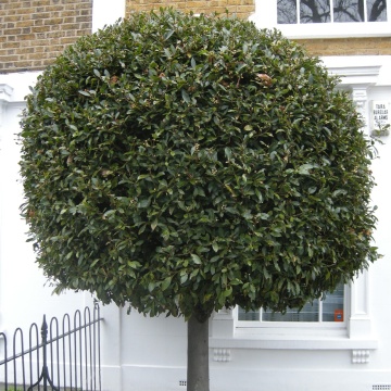 Dafin (6 seminte) Bay Tree - Laurus nobilis, frunze aromate, parfumate, Saflax - Img 4
