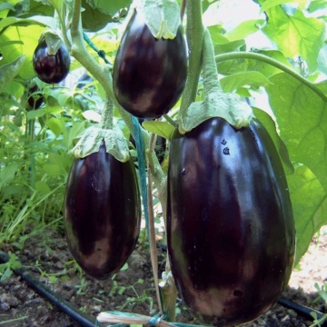 Dalia F1 (500 seminte) de vinete productivitate mare, De Ruiter Seeds