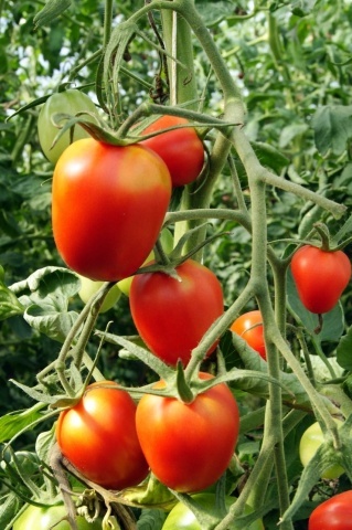 De Berao BIO (30 seminte) tomate rotund-ovale cu aroma deosebita, soi nedeterminat, ReinSaat