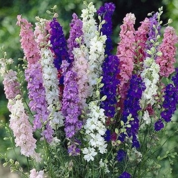 Delphinium ajacis (500 seminte) Nemtisori pitici, mix de culori, Seklos - Img 1