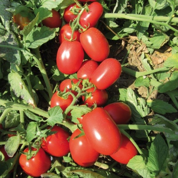 Docet F1 (5000 seminte) tomate determinate extratimpurii, rosii alungite rezistente la boli si caldura, Seminis