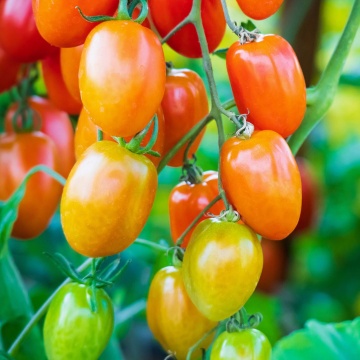 Dolly F1 (7 seminte) tomate cherry galben-portocalii timpurii nedeterminate, gust dulce, Pomodori Collection, Buzzy