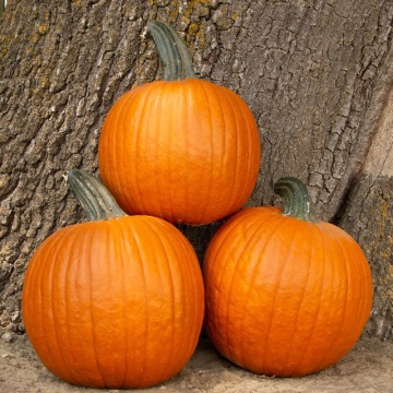 Dovleac pentru Halloween Ghostrider (2 g), seminte de dovleac portocaliu, cu coaja neteda, Kertimag - Img 2