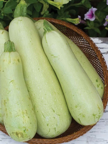 Dovlecel Greta F1 (10 seminte) hibrid timpuriu zucchini alb fara vrej, Chemy Farm - Img 2