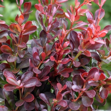 Dracila, (3 butasi), dracila Berberis thunbergii, arbust decorativ prin frunzele ce isi schimba culoarea, florile galbene si fructele rosii, Yurta - Img 1