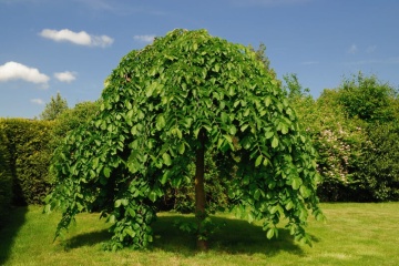 Dud Alb (200 seminte) White Mulberry - Morus alba, pom fructifer si decorativ, usor de ingrijit, Saflax - Img 2