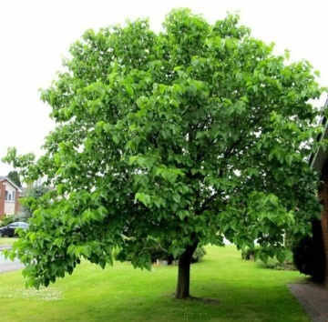Dud Negru (200 seminte) Black Mulberry - Morus nigra, pom fructifer si decorativ, usor de ingrijit, Saflax - Img 2