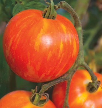 Duo (60 seminte) soi mediu-timpuriu tomate cherry tigrate fructe mici, gust placut, Seklos - Img 2