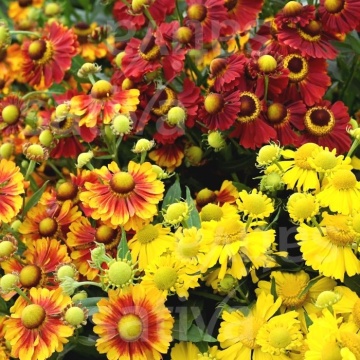 Dzielzan Jesienny - Floarea Elenei mix (0,1 gr) seminte Helenium autumnale perena, melifera, flori in nuante de rosu si galben, Toraf - Img 1