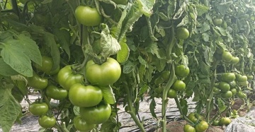Faladi F1 (250 seminte) tomate nedeterminate, fructe foarte ferme, rezistente la clima si boli, Fito Semillas - Img 2