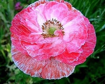 Falling in Love (0.3 gr) seminte Maci flori batute, bicolore, nuante de roz, Seklos - Img 3