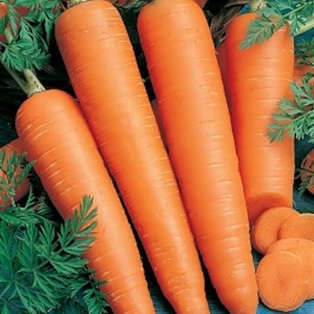 Flakkee (1 kg) seminte morcovi, radacini usor conice, lungime de 22-24 , Agrosem