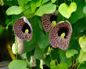 Floarea Fantoma (80 seminte) Dutchman's Pipe - Aristolochia littoralis syn. elegans, planta cataratoare cu flori uriase, Saflax - Img 4