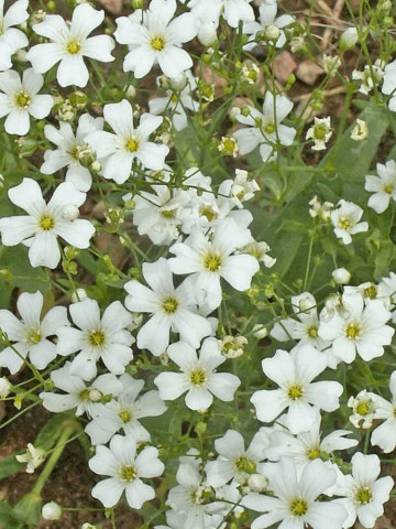 Floarea Miresei Alba (0.8 gr) seminte de floarea miresei alba, Agrosem - Img 1