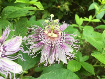 Floarea Pasiunii medicinala (5 seminte) Wild Passion Flower - Passiflora Incarnata, planta medicinala pentru calmare si somn odihnitor, Saflax - Img 2