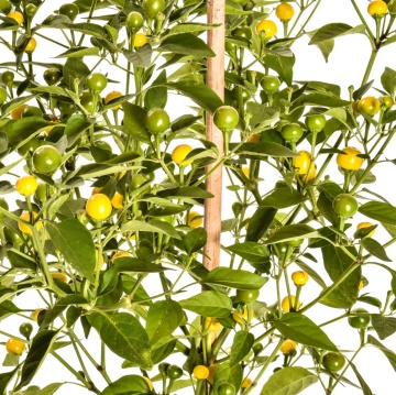 Gelbe Kirschen BIO (30 seminte) ardei iute mic, rotund, galben stralucitor, extrem de productiv, ReinSaat - Img 3