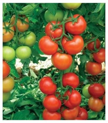 Gelidonia F1 (Antalya Rn) - (1000 seminte) de tomate cu crestere nedeterminata ce prezinta productivitate si rezistenta ridicata, Yuksel
