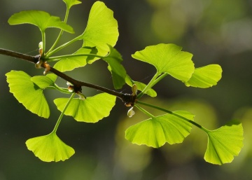 Ginkgo biloba (4 seminte) Maidenhair Tree, arbore decorativ si medicinal pentru afectiuni circulatorii, Saflax - Img 2
