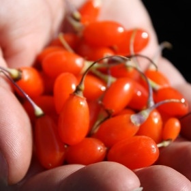 Goji New Big, rasad de Goji Berry, arbust peren rezistent la seceta, fructe mari, Yurta - Img 2