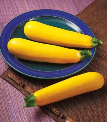 Golden Glory F1 (500 seminte) dovlecei extratimpuriu cultivare camp/ solar tolerant la frig culoare galben intens, Syngenta