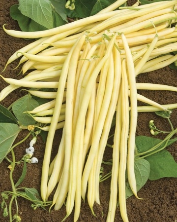Goldpantera (40 gr) seminte fasole oloaga, pastai galbene cilindrice, fragede, fara ate, PlantiCo