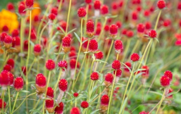 Gomphrena Strawberry Fields (200 seminte) Gomfrena flori rosii, asemanatoare capsunilor, Seklos - Img 4