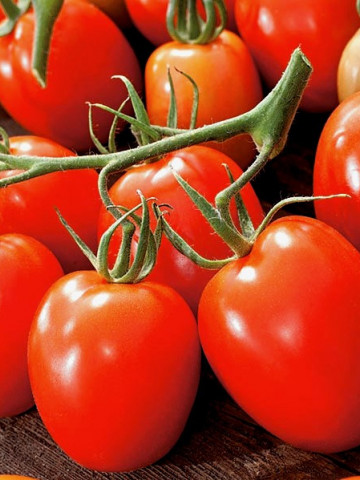 Granit (300 seminte) tomate determinate pentru camp, soi mediu tarziu, cu fructe tari destinate procesarii, PlantiCo - Img 1