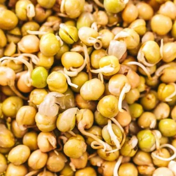Groch Cukrowy - Mazare dulce (50 gr) seminte pentru germeni sau vlastari de Mazare dulce-zaharata, Toraf - Img 2