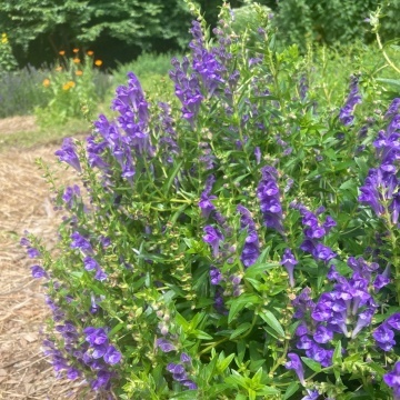 Gura Lupului (20 seminte) Baikal Helmkraut - Scutellaria Baicalensi, planta medicinala benefica in stari de anxietate, stres, oboseala, insomnie, Saflax - Img 3